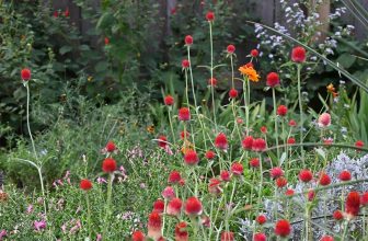 Austin Open Day Tour: Pollinators’ Paradise garden