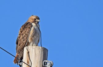 Red Tail on the pole
