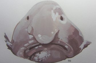 blobfish
