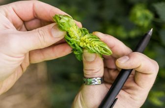 Inside the New Science of Hop Quality