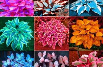 1 Pack 100 Mixture Hosta Plant Seeds Hosta Plantaginea Garden Flowers Hot UK