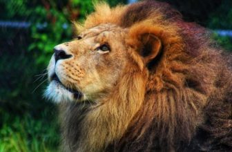 Azizi, beloved lion at Moncton zoo, remembered as gentle prankster