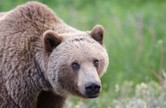 As search intensifies for grizzlies that attacked B.C. school group, residents say bear encounters on the rise