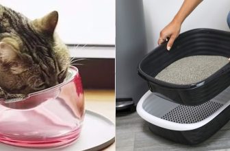 65 Weird, Clever Things Cat Owners Say Are Actually Life-Changing