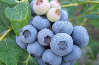 Blueberry Bush ‘Duke’ Plant in 1L Pot – The king of Vaccinium heavy yielding