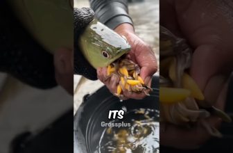 Arowana fish #shorts #science