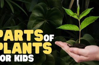 Parts of Plants for Kids | Learn all about plant parts and their functions