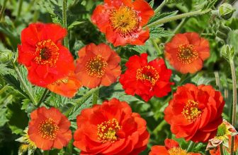 GEUM MRS BRADSAW RICH ORANGE  FLOWER SEEDS HERBACEOUS PERENNIAL SLYNE GARDEN