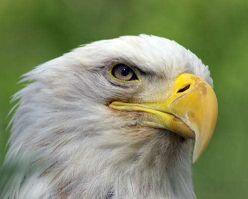 eagle