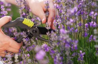 The 2-Minute Herb Pruning Hack That Changed My Entire Garden Game –