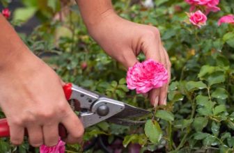 Why Cutting Your Roses Makes Them EXPLODE With Blooms –