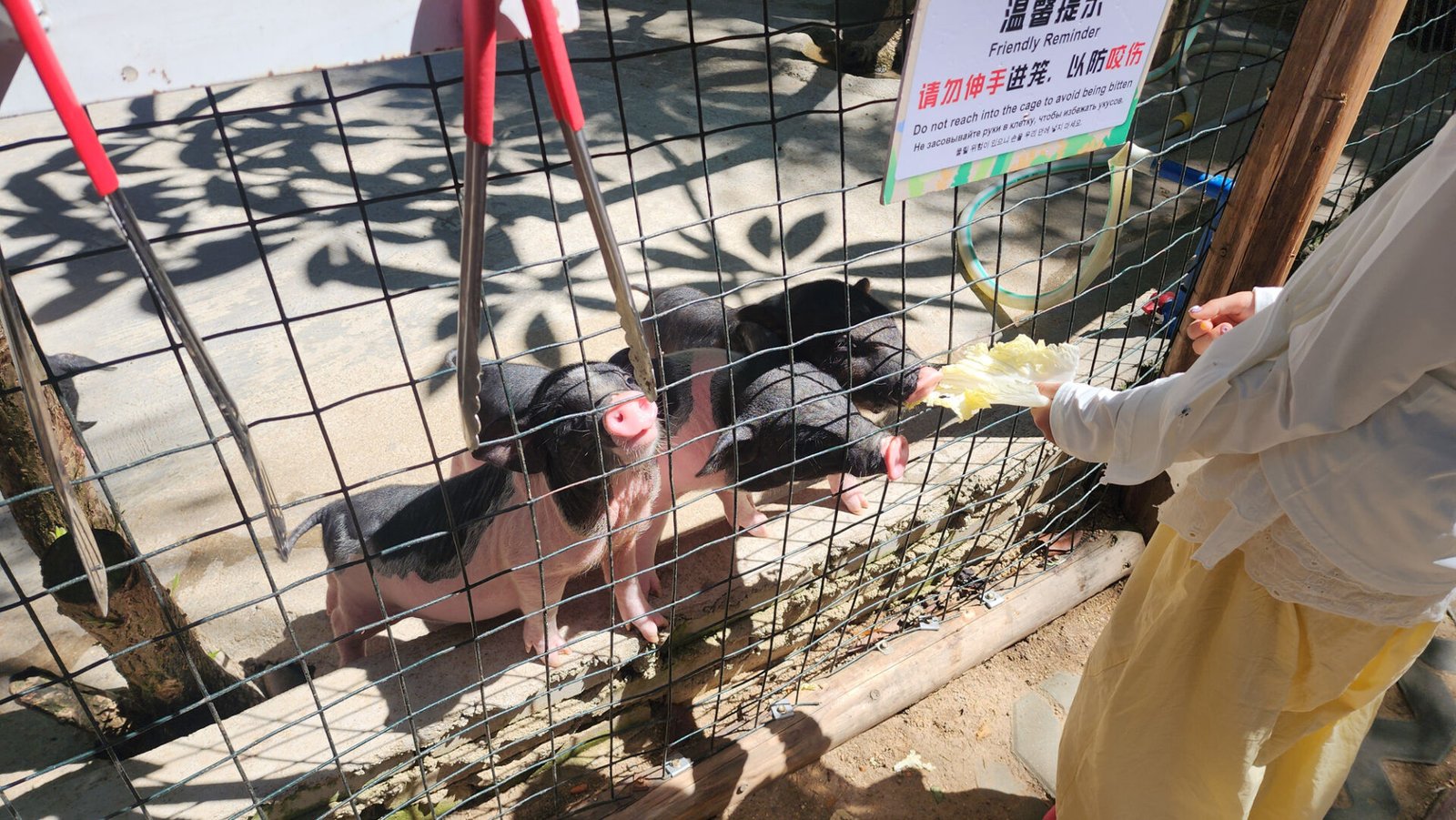 Rainforest Pet Park at Wuzhizhou Island