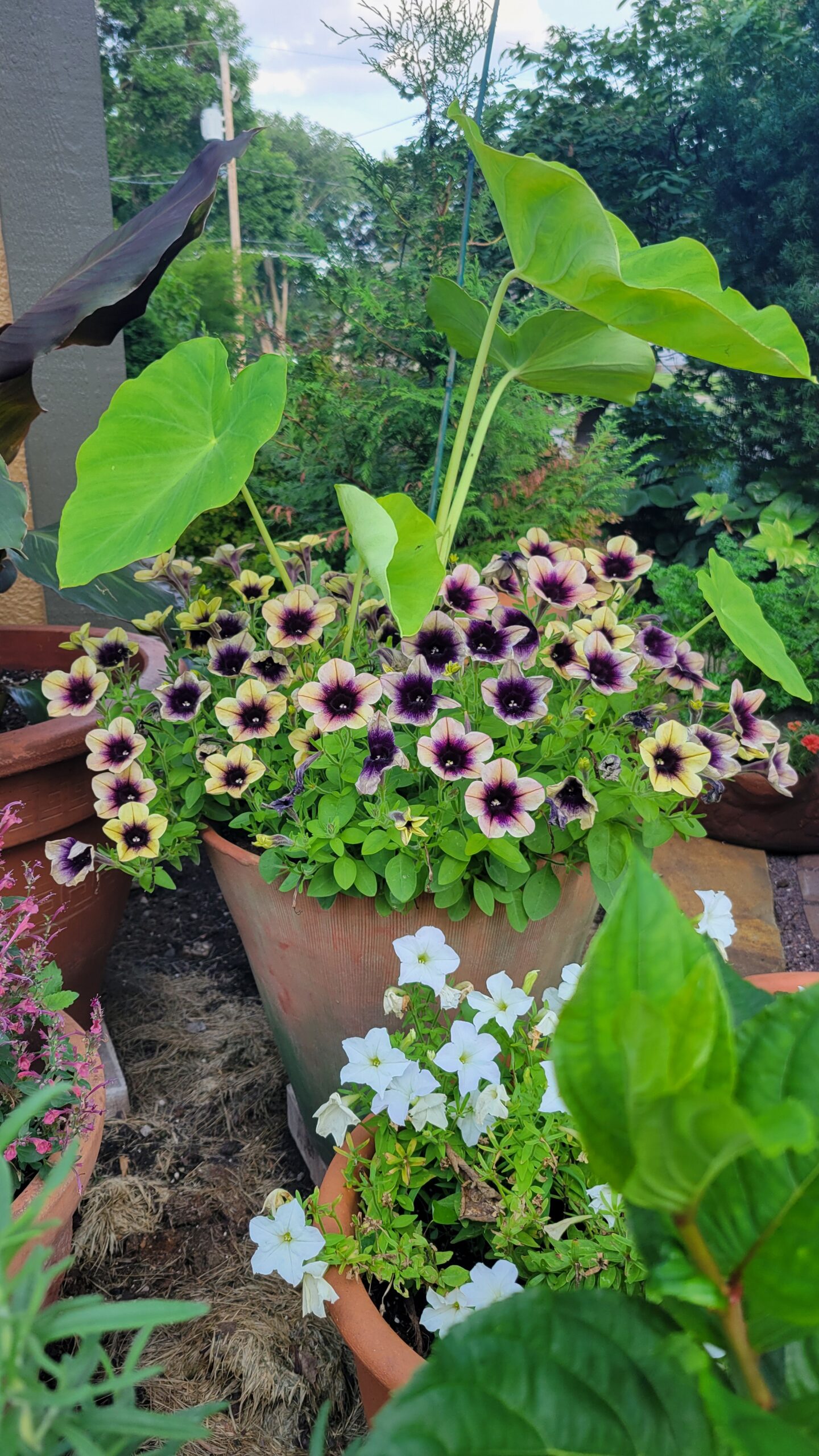 Ray™ Shadow petunia