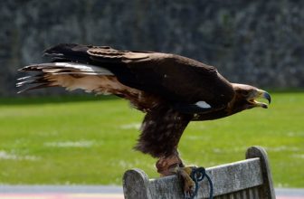 Magestic Golden Eagle