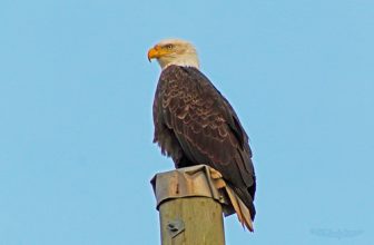 Bald Eagle 16-0206-3996