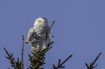 Snowy Owl, female