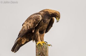 Golden Eagle 20160123_0165