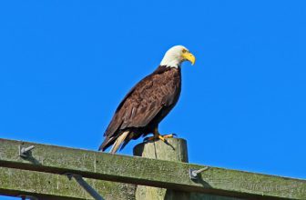 Bald Eagle 16-0504-3054