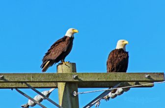 Bald Eagles 16-0504-3004
