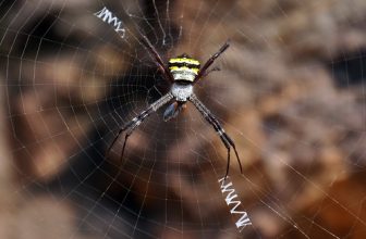 India – Odisha – Konark – Spider Eating A Beetle – 2