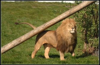Male Lion