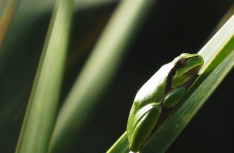 Mediterranean Tree Frog