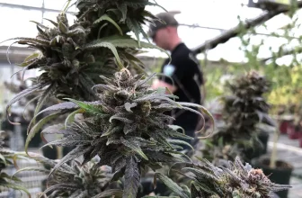 How hemp companies are preparing for federal THC prohibition