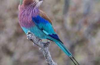 A Burst Of Glory !!!!!!!!!