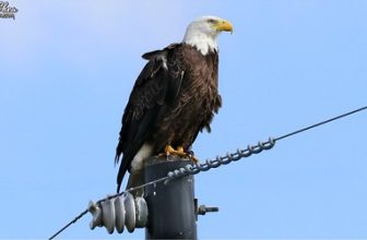 The eagle has landed