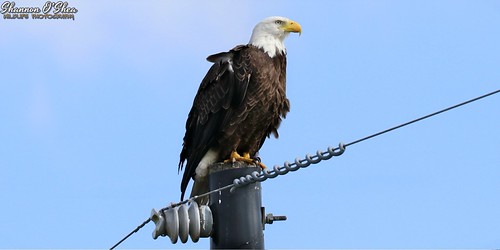 The eagle has landed