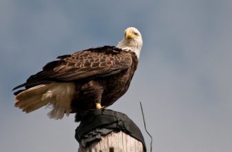 Bald Eagle
