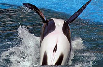 Killer whale (Orcinus orca) ORCA (240 x 172) ………………. Original=(1042 x 746)