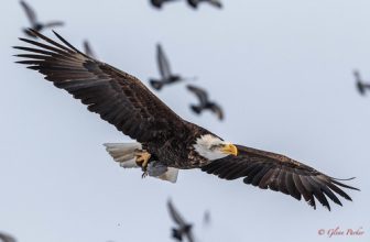 Bald  Eagle