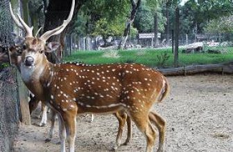 CHITAL DEER (Axis axis axis) …. Ciervo axis …………… Original = (2411 x 2456)