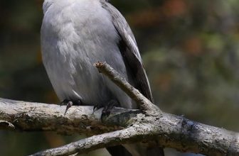 Grey Butcherbird (Cracticus torquatus)