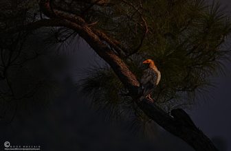 The Egyptian vulture