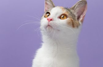 Meet Tabitha! (Explored)