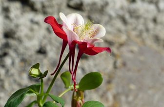 Un Danseur étoile est partit à jamais au firmament …. Danser sur les nuages avec les étoiles de la Galaxie !  Hommage à Patrick Dupond !  RIP Avec Mélancholie ….. (On Explore le 06.03.2021)