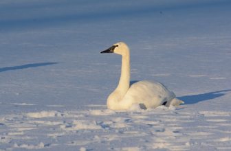 [] Solo Swan Snippet []