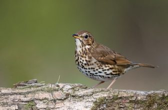 song thrush / Singdrossel