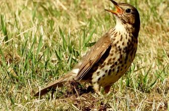 juvenile Singdrossel