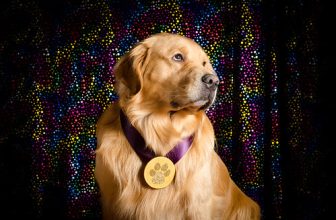 Gold Medal Golden 30/52