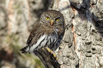 Northern Pygmy-owl – the size of your fist : )
