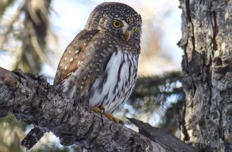 Northern Pygmy-owl / Glaucidium gnoma