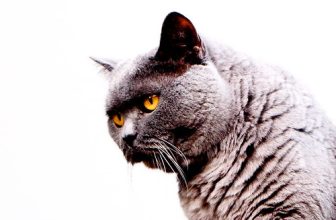 Black Cat With Piercing Yellow Eyes