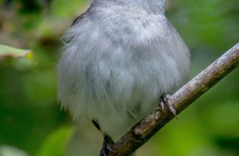 DSC0018  Blackcap…