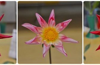 Hamilton and District Chrysanthemum and Dahlia Society, Royal Botanical Garden, RBG, Hamilton, ON