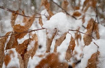 Covered with snow – My entry for todays “Crazy Tuesday” theme “Line/Title of a Song”