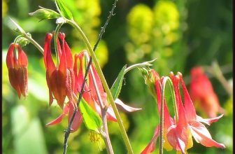 IMG_7169 Red Bells Aringing 5-21-22