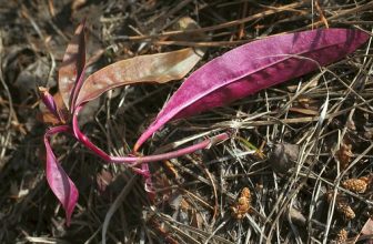 mystery life form, with amazing leaves and color, turns out to be the daisy family, we call it Erigeron,  we have several varieties here, tiny flowered to very large, and this is the foliage of the big flowered one!